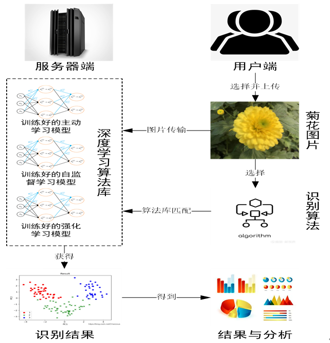 菊花表型